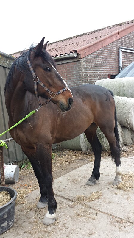 Afbeelding