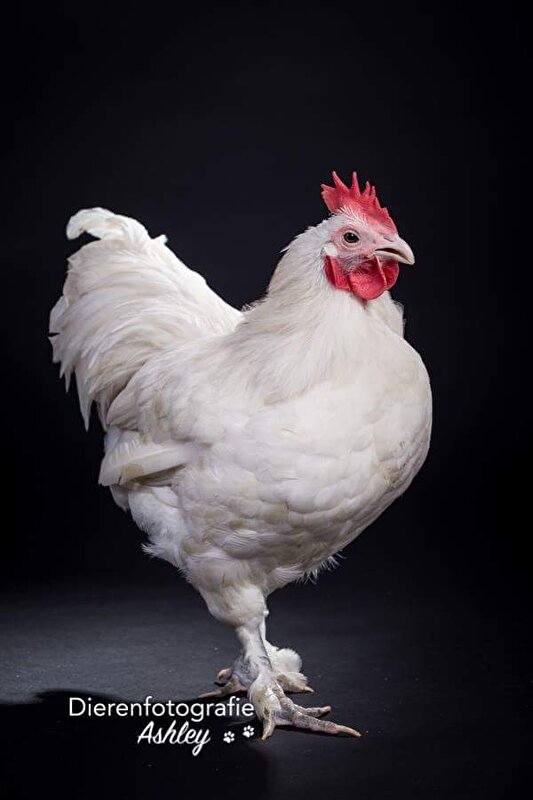 Afbeelding