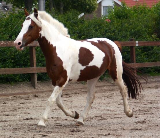 Afbeelding