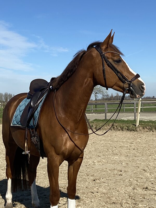 Afbeelding
