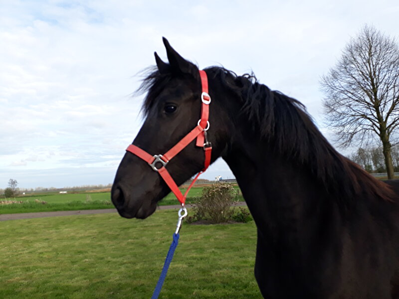 Afbeelding