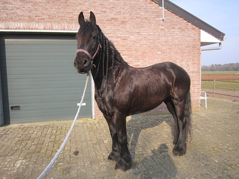 Afbeelding