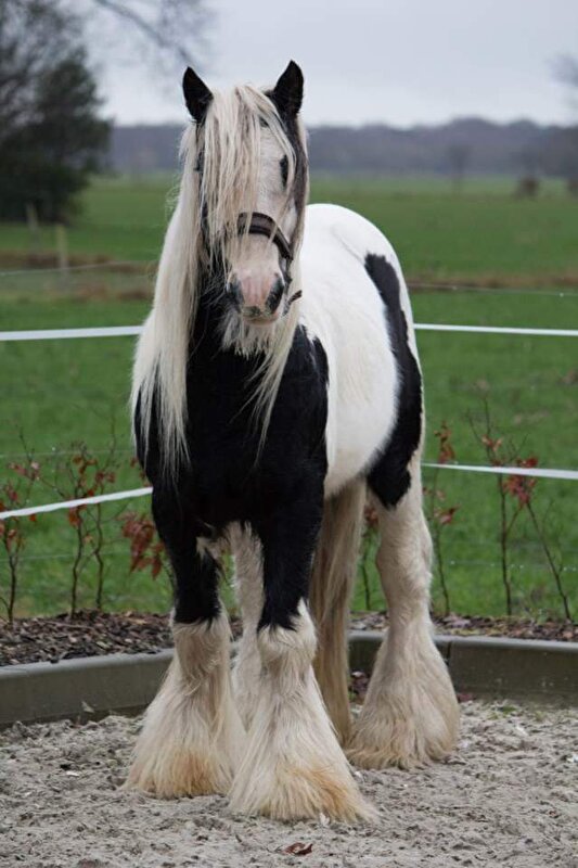 Afbeelding