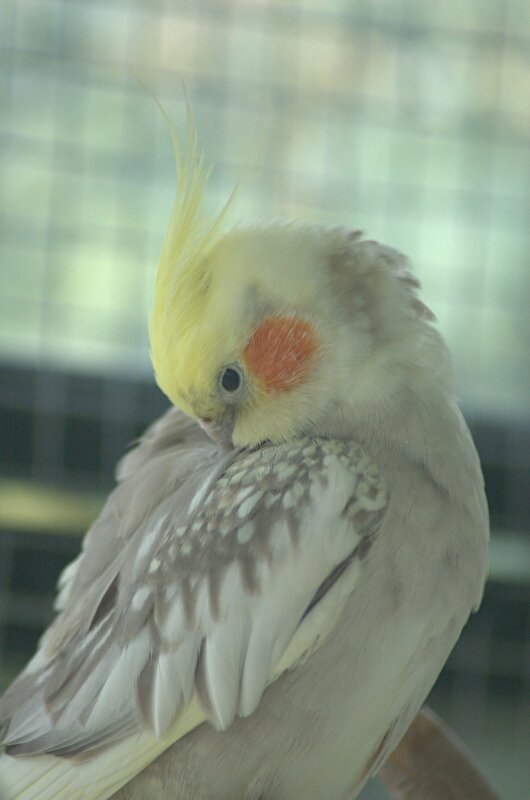 Afbeelding