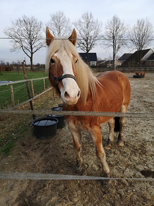 Afbeelding
