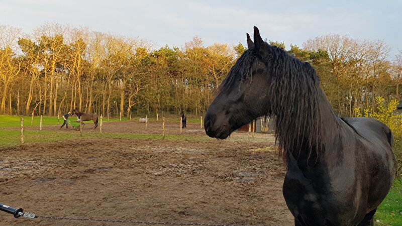 Afbeelding