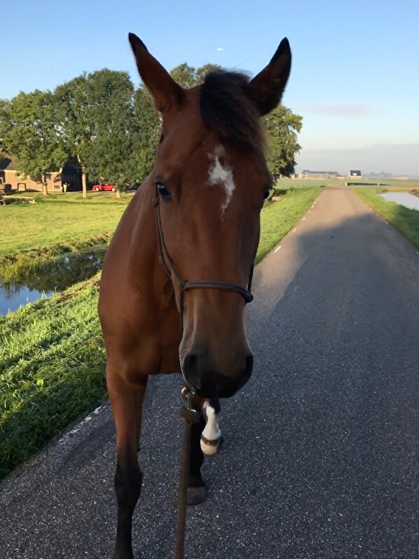 Afbeelding