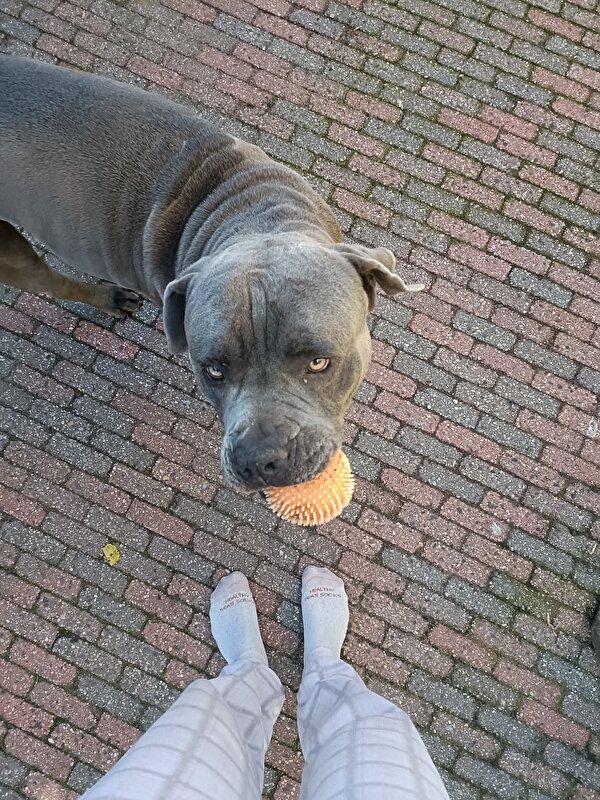 Afbeelding