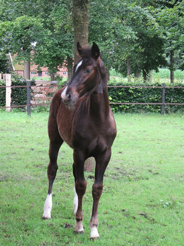 Afbeelding