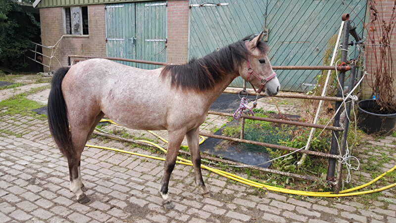 Afbeelding