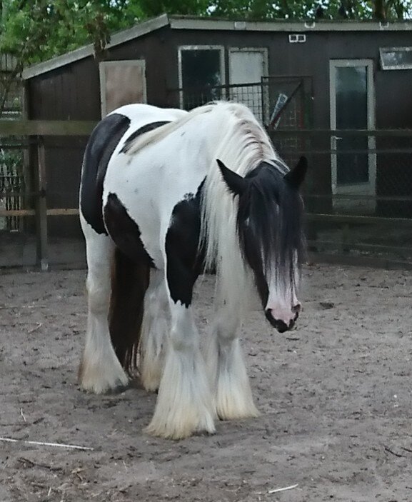 Afbeelding