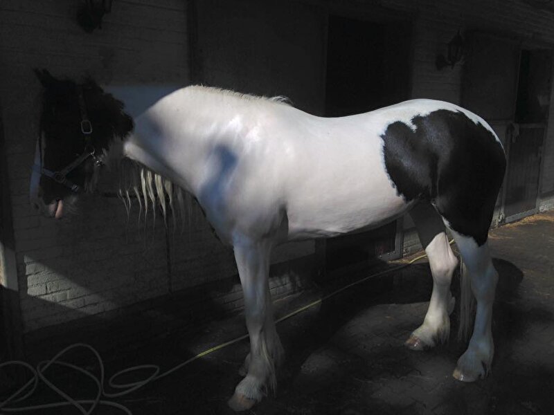 Afbeelding