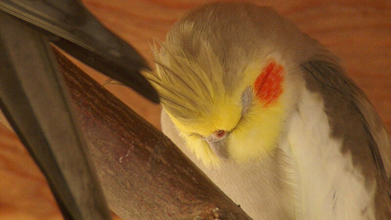 Afbeelding