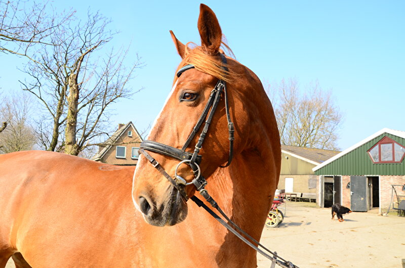 Afbeelding