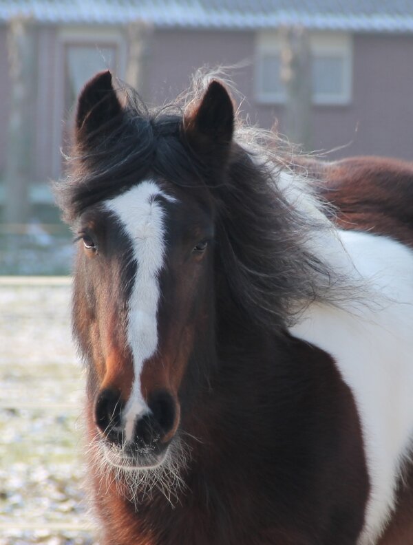 Afbeelding