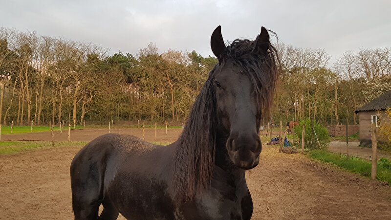 Afbeelding