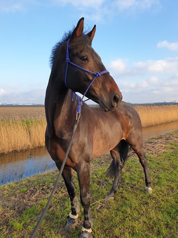 Afbeelding