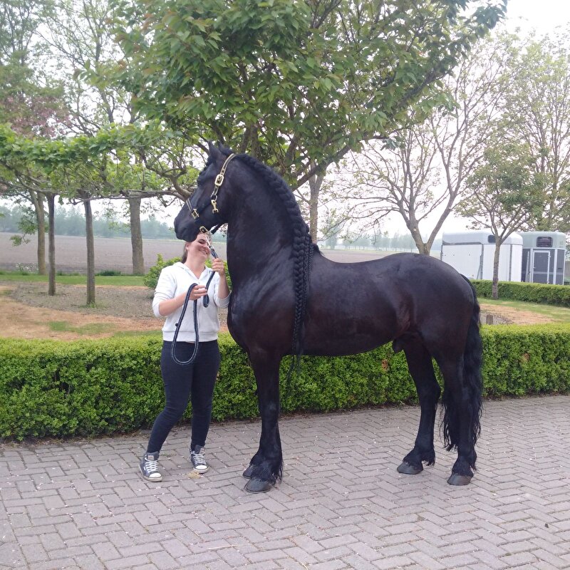 Afbeelding