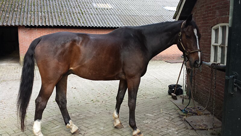 Afbeelding