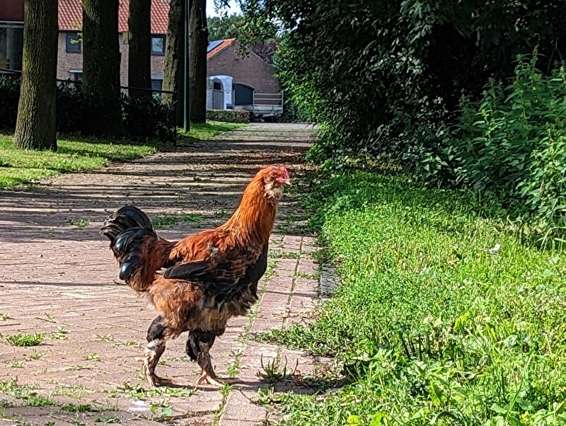 Afbeelding