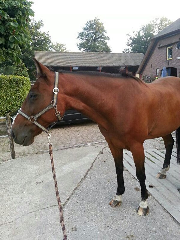 Afbeelding