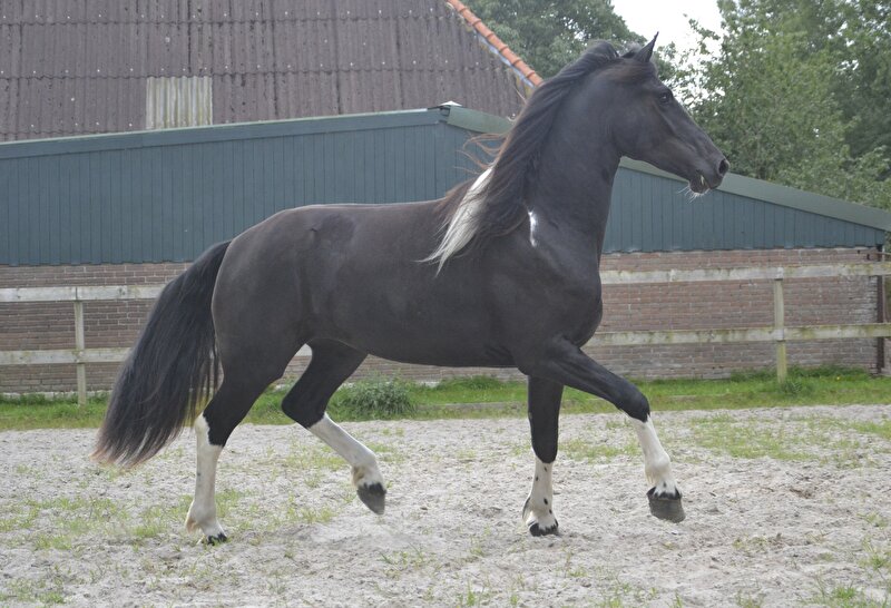 Afbeelding