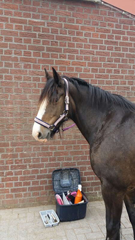Afbeelding