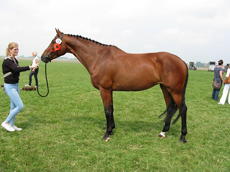 Afbeelding