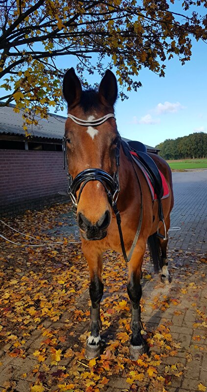 Afbeelding