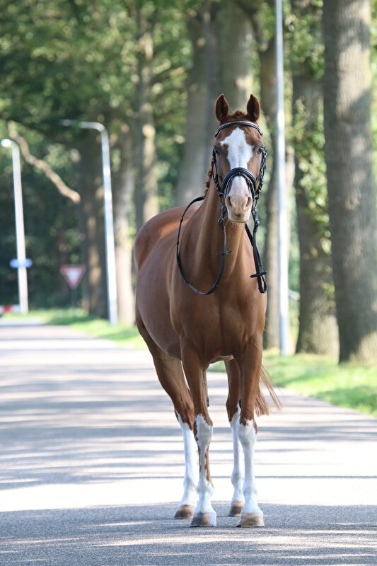 Afbeelding