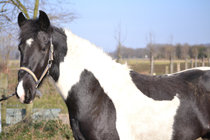 Afbeelding