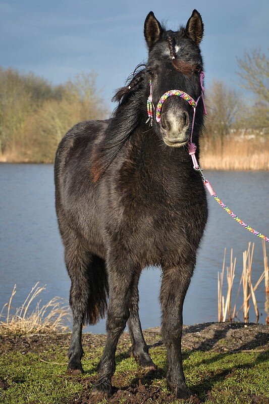 Afbeelding