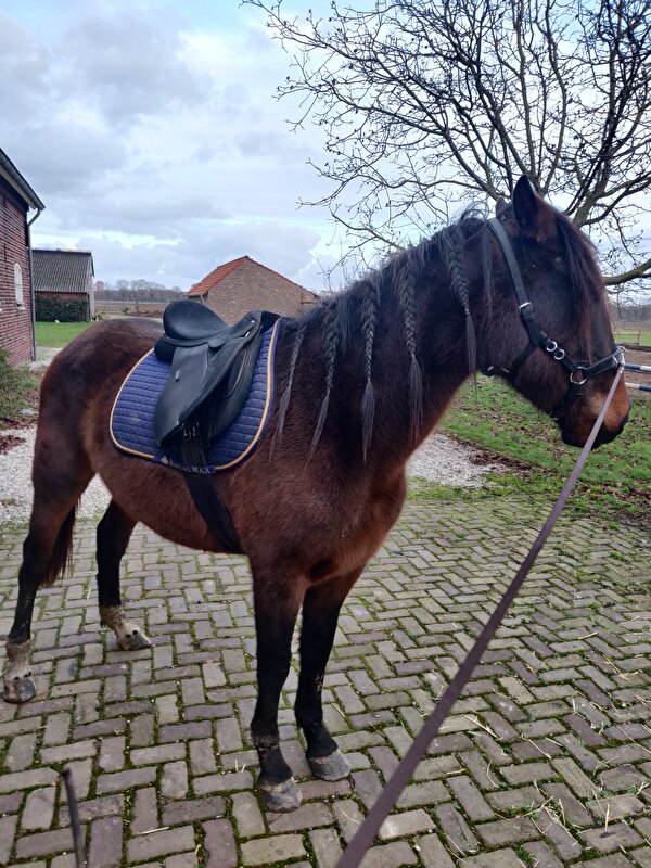 Paarden Die In 2021 Beleerd Gaan Worden • Bokt.nl