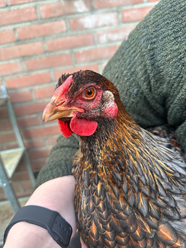 Afbeelding