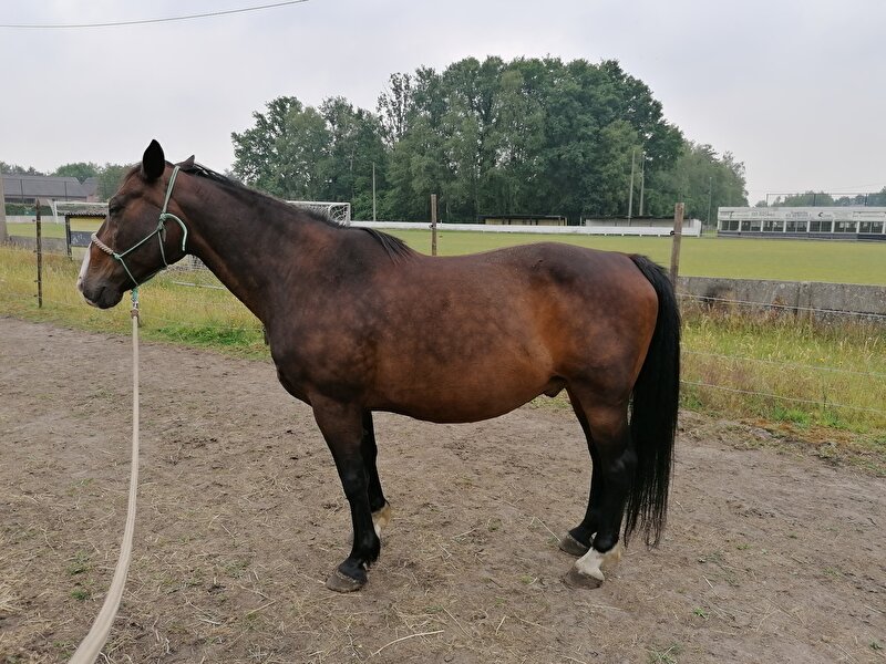 Afbeelding