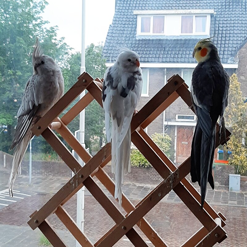 Afbeelding