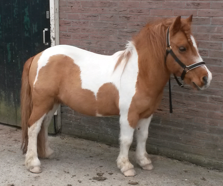 Afbeelding