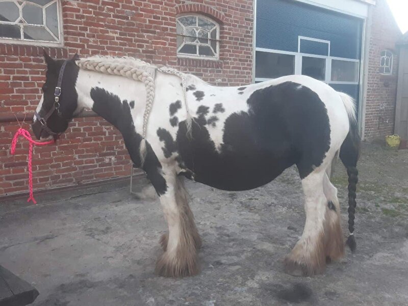 Afbeelding