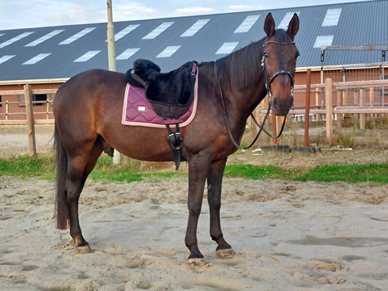 Afbeelding