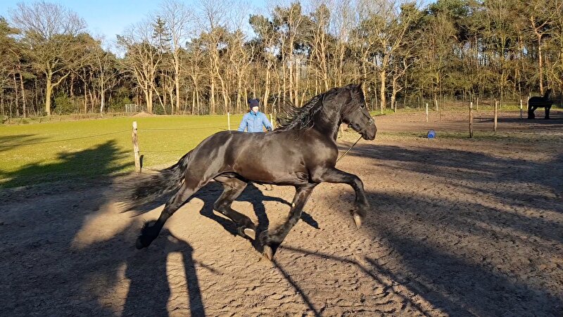 Afbeelding
