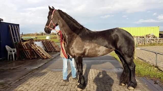 Afbeelding