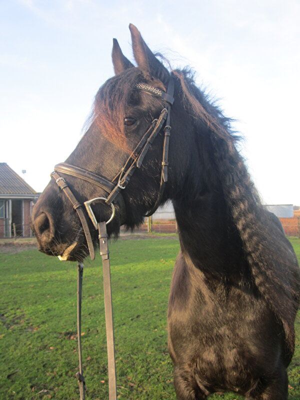 Afbeelding