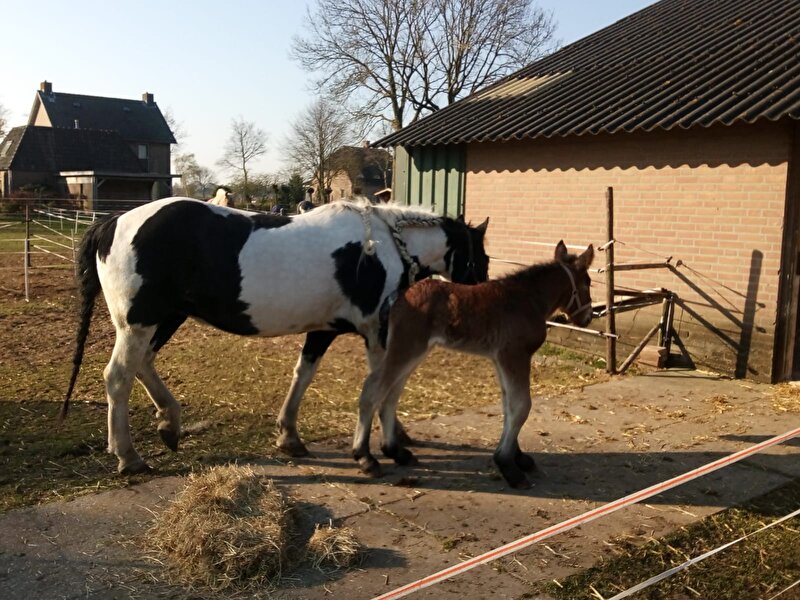 Afbeelding