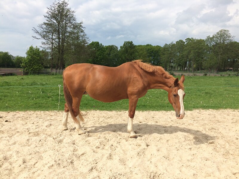Afbeelding