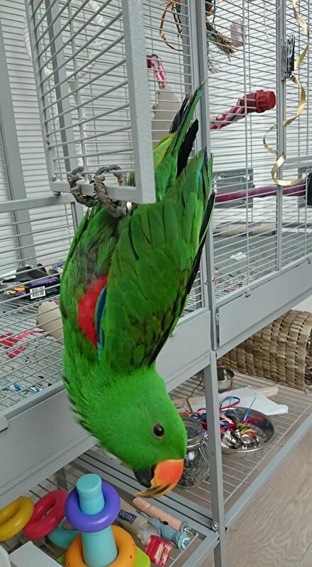 Afbeelding