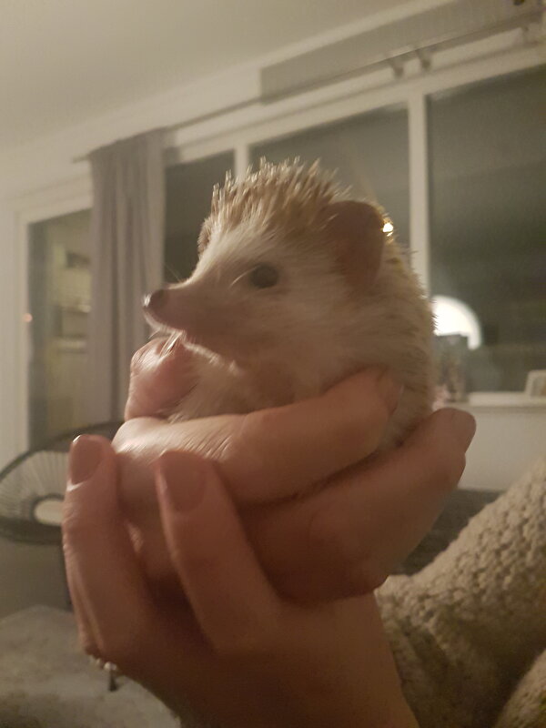 Afbeelding