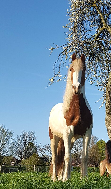 Afbeelding