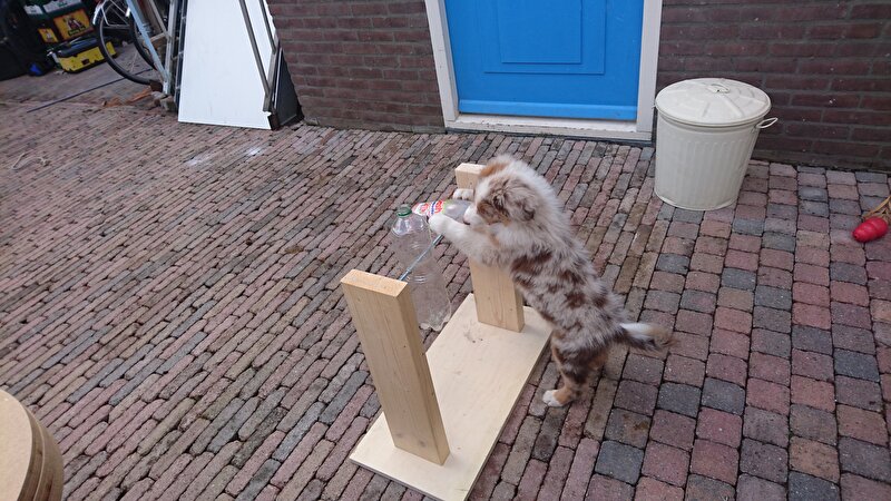 Nieuw Zelf braintrainers maken hond • Bokt.nl RR-21
