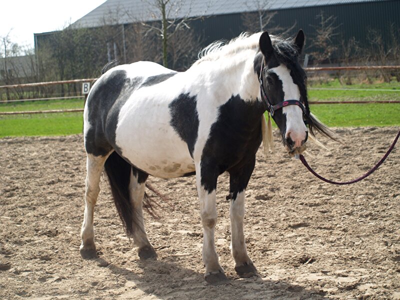 Afbeelding