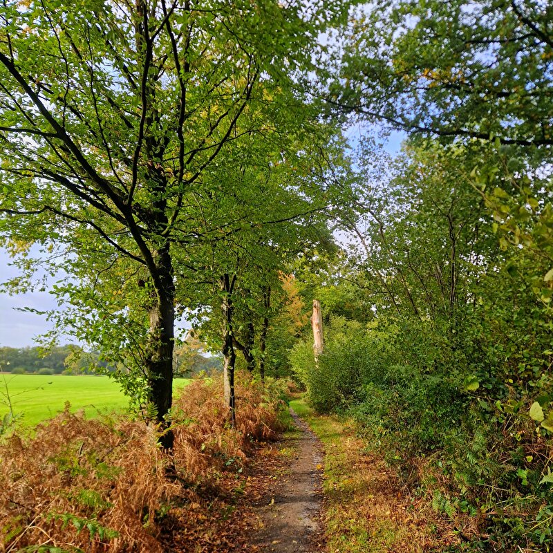 Afbeelding